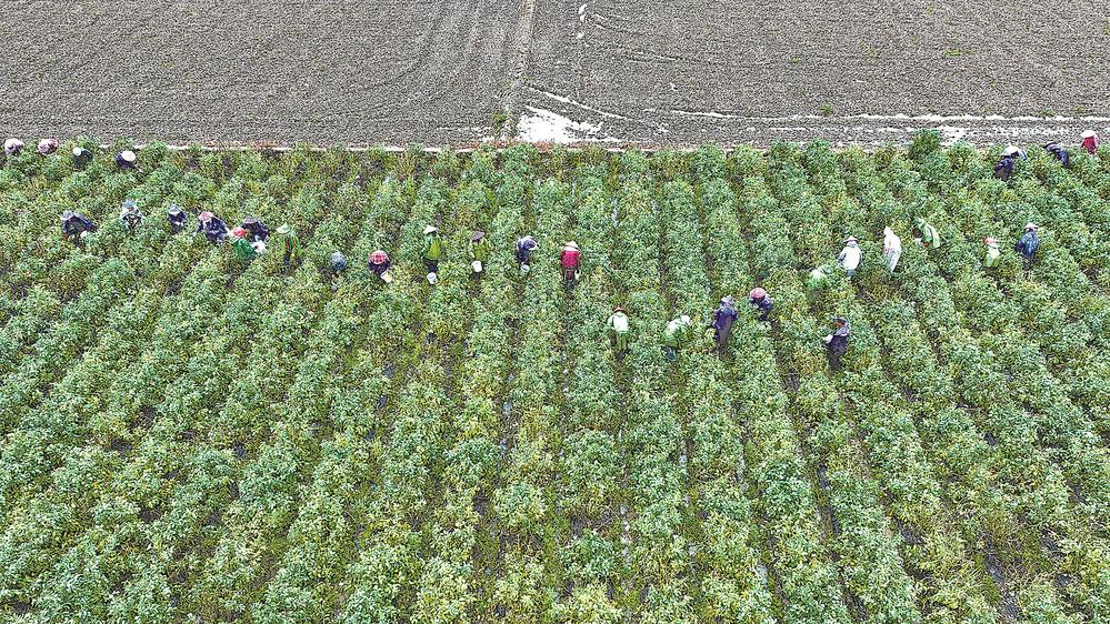 福清市打造绿色、有机、无公害的特色蔬菜产业链