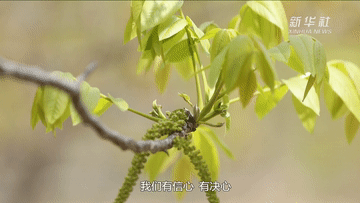 1590054041234093.gif