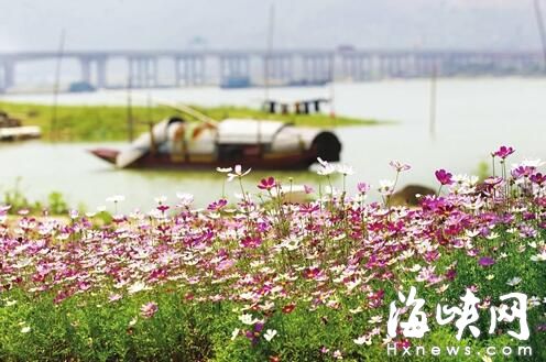 十亩波斯菊花海扮靓闽侯沙滩公园 5月底对市民开放