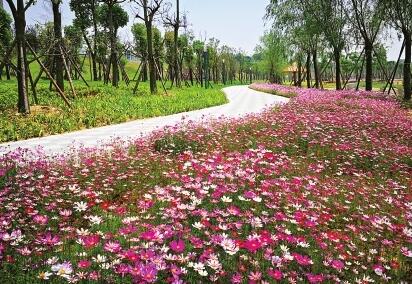 十亩波斯菊花海扮靓闽侯沙滩公园 5月底对市民开放