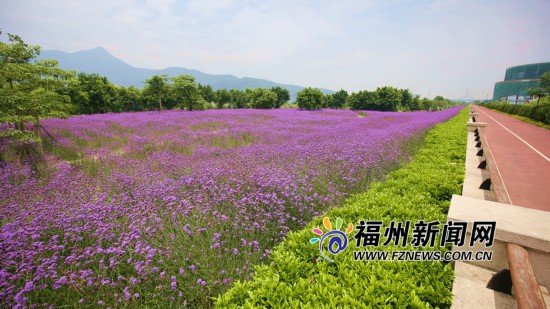 福州花海公园马鞭草盛开正艳 紫色花田成浪漫海洋