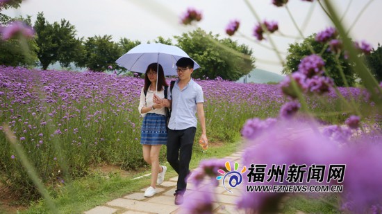 福州花海公园马鞭草盛开正艳 紫色花田成浪漫海洋