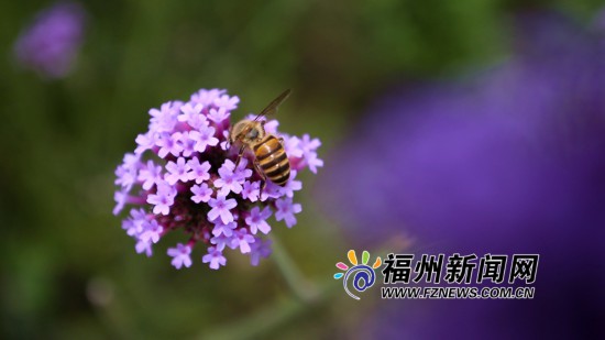 福州花海公园马鞭草盛开正艳 紫色花田成浪漫海洋
