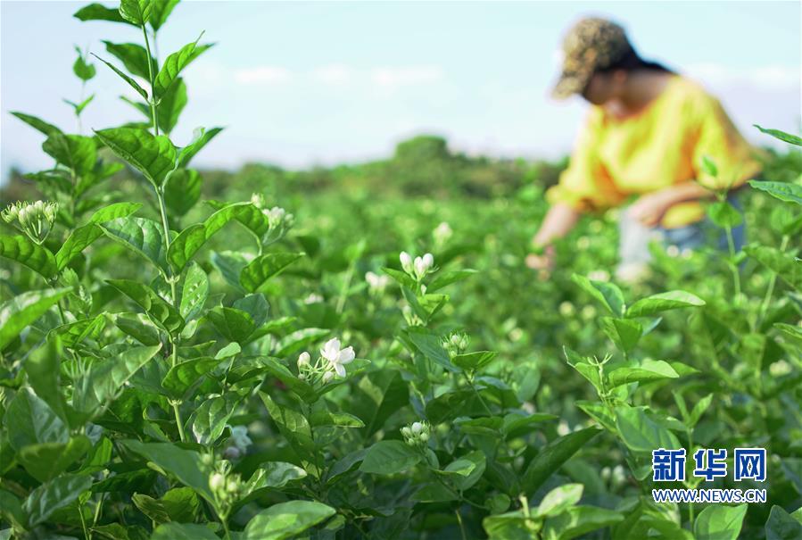 （经济）（2）福州多措并举推动茉莉花茶产业发展