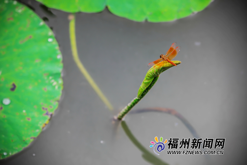“烟雨偏宜晴更好”的西堤春晓