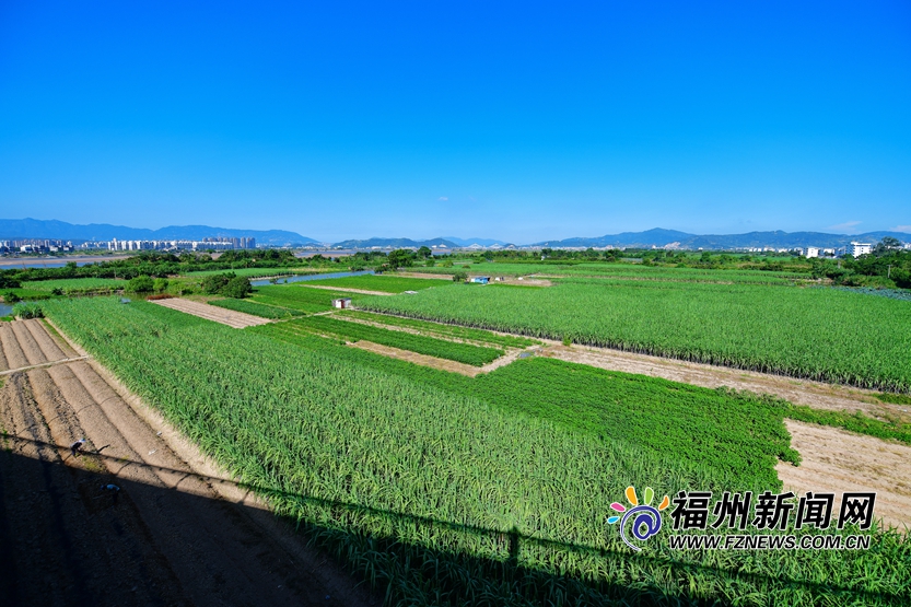 寻找塔礁洲公园里的城市湿地