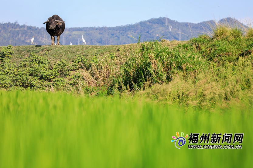 寻找塔礁洲公园里的城市湿地