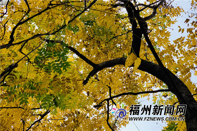 福州金港路：冬日里的一抹暖色