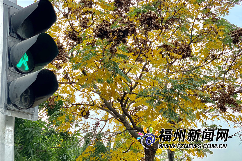 福州金港路：冬日里的一抹暖色