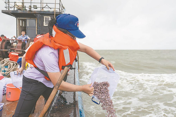 50多万粒漳港海蚌苗大海“安家”